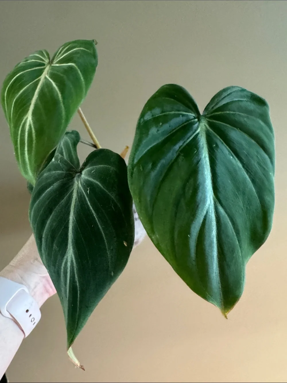 Philodendron Gloriosum Rooted plant🪴